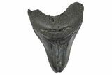 Bargain, Fossil Megalodon Tooth - South Carolina #367986-1